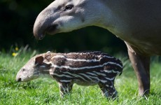 Two year old and her mother attacked by tapir at Dublin Zoo
