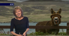 Update: Did you see a donkey photobombing the RTÉ news yesterday?