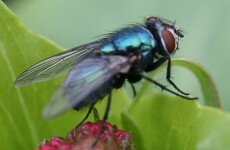 8 creatures who are making your life hell at the moment