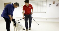 Photos: These dogs can smell ovarian cancer