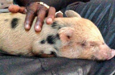Mario Balotelli's pet pig is now his Twitter avatar