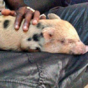 Mario Balotelli's pet pig is now his Twitter avatar