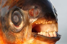 Testicle-eating fish spotted in European seas for the first time