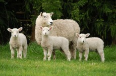 Irish consumers favouring cheaper cuts of lamb as sales rise dramatically