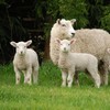 Irish consumers favouring cheaper cuts of lamb as sales rise dramatically
