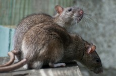 Debunked: Is a rat never more than a few metres away?