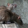 Debunked: Is a rat never more than a few metres away?