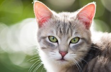 To cat-ch a killer: New pet database nabs UK murderer