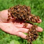 ‘Positive results’ in bee sting therapy for cancer patients