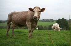 Call for 10-metre cow-free zones around streams, rivers and lakes