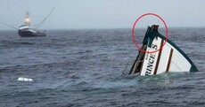 Cats survive boat explosion and swim to safety