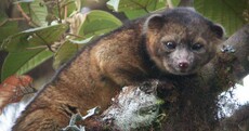 Meet the olinguito: New mammal species wrongly identified for 100 years