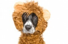 Chinese zoo tried to pass off a furry dog as a lion