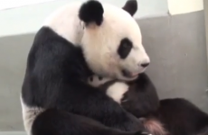 This mama panda cuddling her baby is almost lethally adorable