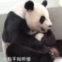 This mama panda cuddling her baby is almost lethally adorable