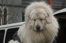 Ridiculed Chinese zoo that disguised dog as lion forced to close