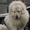 Ridiculed Chinese zoo that disguised dog as lion forced to close