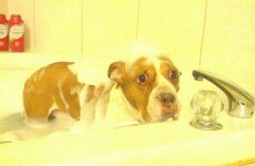 Cleanliness is next to melancholiness for these poor pets