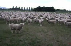 WATCH: Mob of sheep stage angry protest