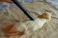 'Vacuuming My Duck' is the best YouTube video title ever