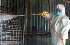 9-year-old boy dies from bird flu in Cambodia