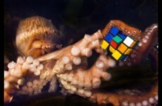 Sea life centre calls on Irish people not to eat octopus