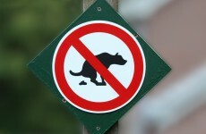 Paris town uses CCTV cameras to catch people who don't clean up after their dog