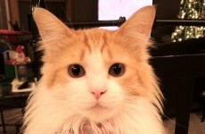 Cat revenge is the best revenge of all