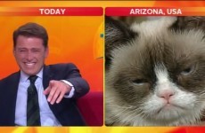 WATCH: Morning show host loses it during Grumpy Cat interview