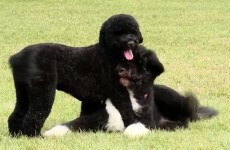The Obamas welcome a new addition to the family