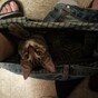 You know you're a cat person when...