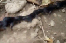 Tiny baby shrews walk in formation as 'Shrew Caravan'