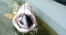 It's a shark-eat-shark kind of world out there guys...