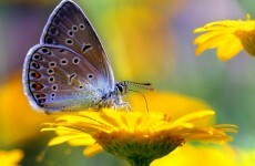 Population of butterflies has halved since 1990