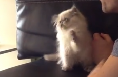 Kitten fights thin air like its life depends on it