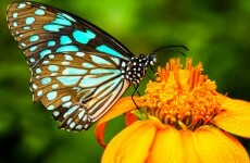 First 'Urban BioBlitz' to be held in Ireland tomorrow