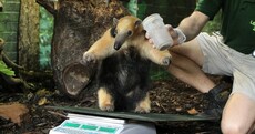 Pics: Owls and tigers and frogs get weighed... oh my!