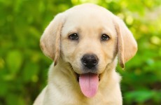 Study finds dogs can detect diabetes