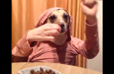 Here's what you're missing if you're not on Vine