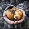Happy National Potato Day! Here are 7 interesting facts about the humble spud