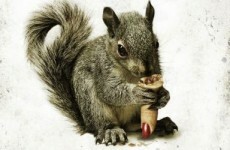 Is this Squirrel movie the new Sharknado?
