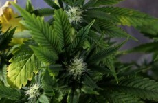 Two arrests at cannabis factory in continued Belfast raids