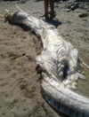 WTF is this horned 'sea monster' that washed up on a beach in Spain?