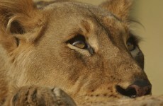 Lions discovered in Romanian backyard moved to zoo