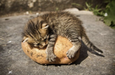A love letter to the humble potato