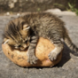 A love letter to the humble potato
