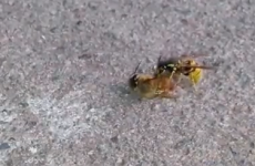 Wasp cuts bee in half during fight