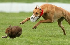 Animal rights activists unhappy as Department issues licences for hare coursing