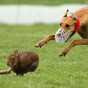 Animal rights activists unhappy as Department issues licences for hare coursing