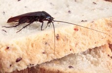More than one million cockroaches escape from China farm